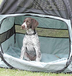 Mine's a Dog Bag Medium!