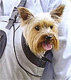 USB Pet Carrier for dogs...