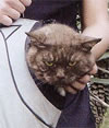 USB Pet Carrier for cats...
