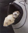 USB Pet Carrier for ferrets...