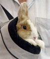 USB Pet Carrier for rabbits...