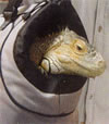 USB Pet Carrier for Iguanas!