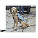 Dog Bag dog jacket 35cm - no. ERDB-JAK35:Dog Bag dog jacket 35cm - no. ERDB-JAK35