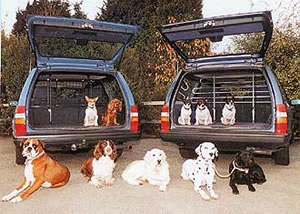 vcdogs.jpg