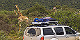 Thule Cargo Carrier Baskets, carrier baskets, load nets, luggage straps and more at The Roof Box Company Thule Cargo Carrier Baskets, carrier baskets, load nets, luggage straps and more at The Roof Box Company