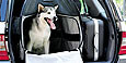 Dog Bag Thumbnail