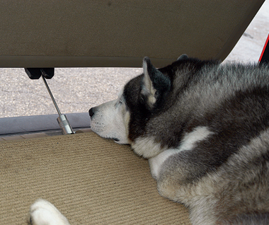The WalkyLock is the ultimate tool for dogs on the move! - Let your pet move freely inside your car’s trunk while you’re away. He won’t get out and nobody will get in. The WalkyLock is the ultimate tool for dogs on the move! - Let your pet move freely inside your car’s trunk while you’re away. He won’t get out and nobody will get in.