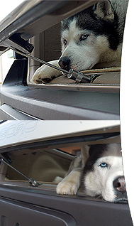 The WalkyLock is the ultimate tool for dogs on the move! - Let your pet move freely inside your car’s trunk while you’re away. He won’t get out and nobody will get in. The WalkyLock is the ultimate tool for dogs on the move! - Let your pet move freely inside your car’s trunk while you’re away. He won’t get out and nobody will get in.
