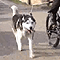 WalkyDog Plinsky video