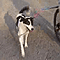 WalkyDog Toby video