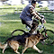 WalkyDog Wolf video