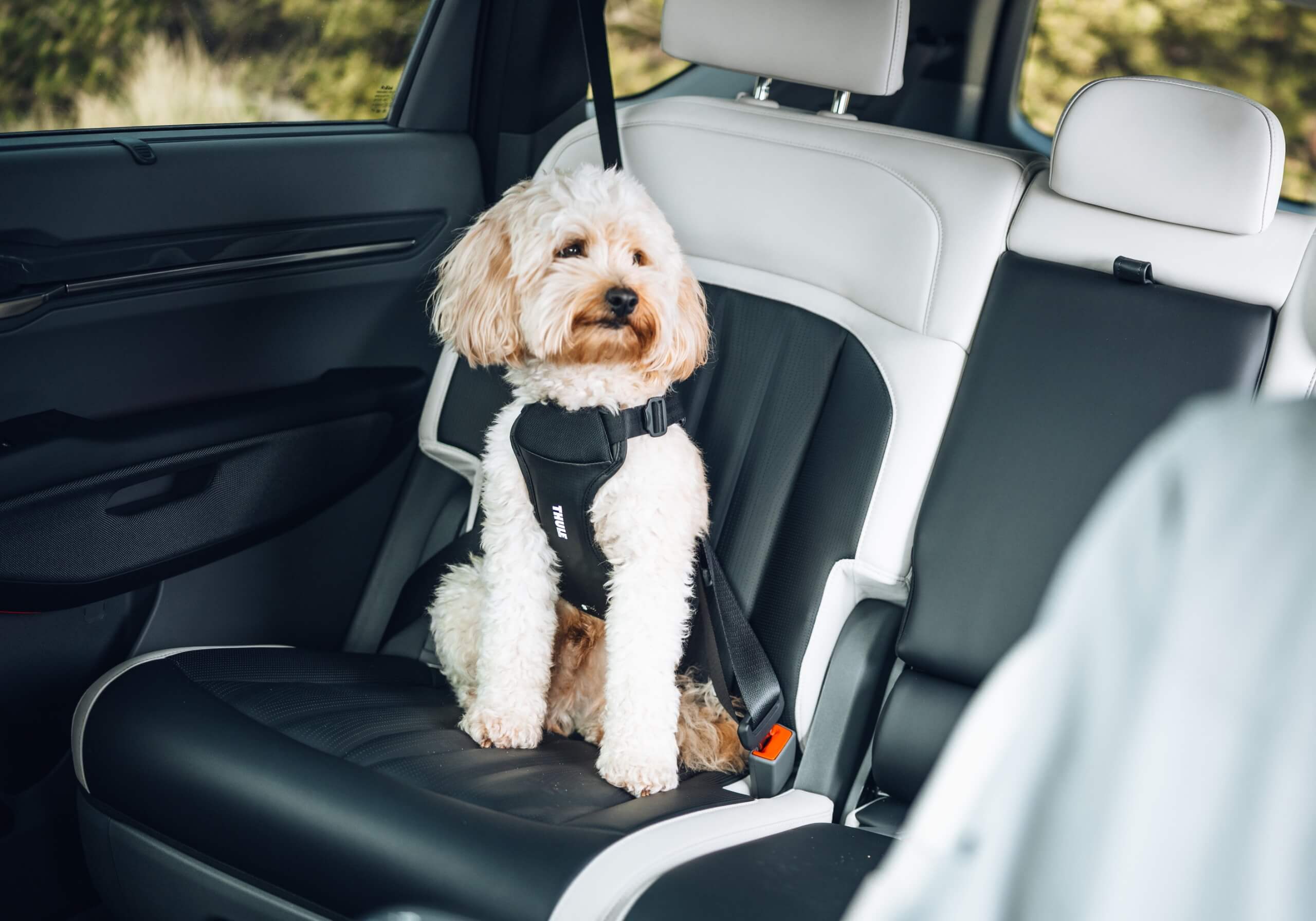 :Thule Cappy crash-tested dog harness, Small, no. 771001