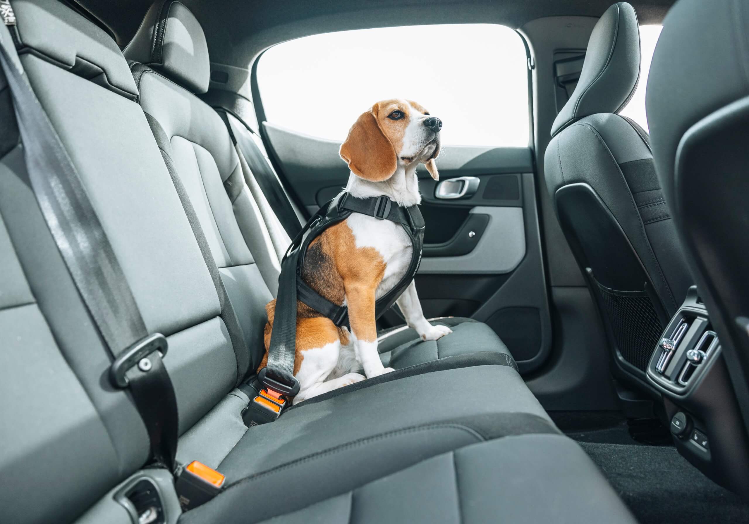 :Thule Cappy crash-tested dog harness, Medium, no. 771002