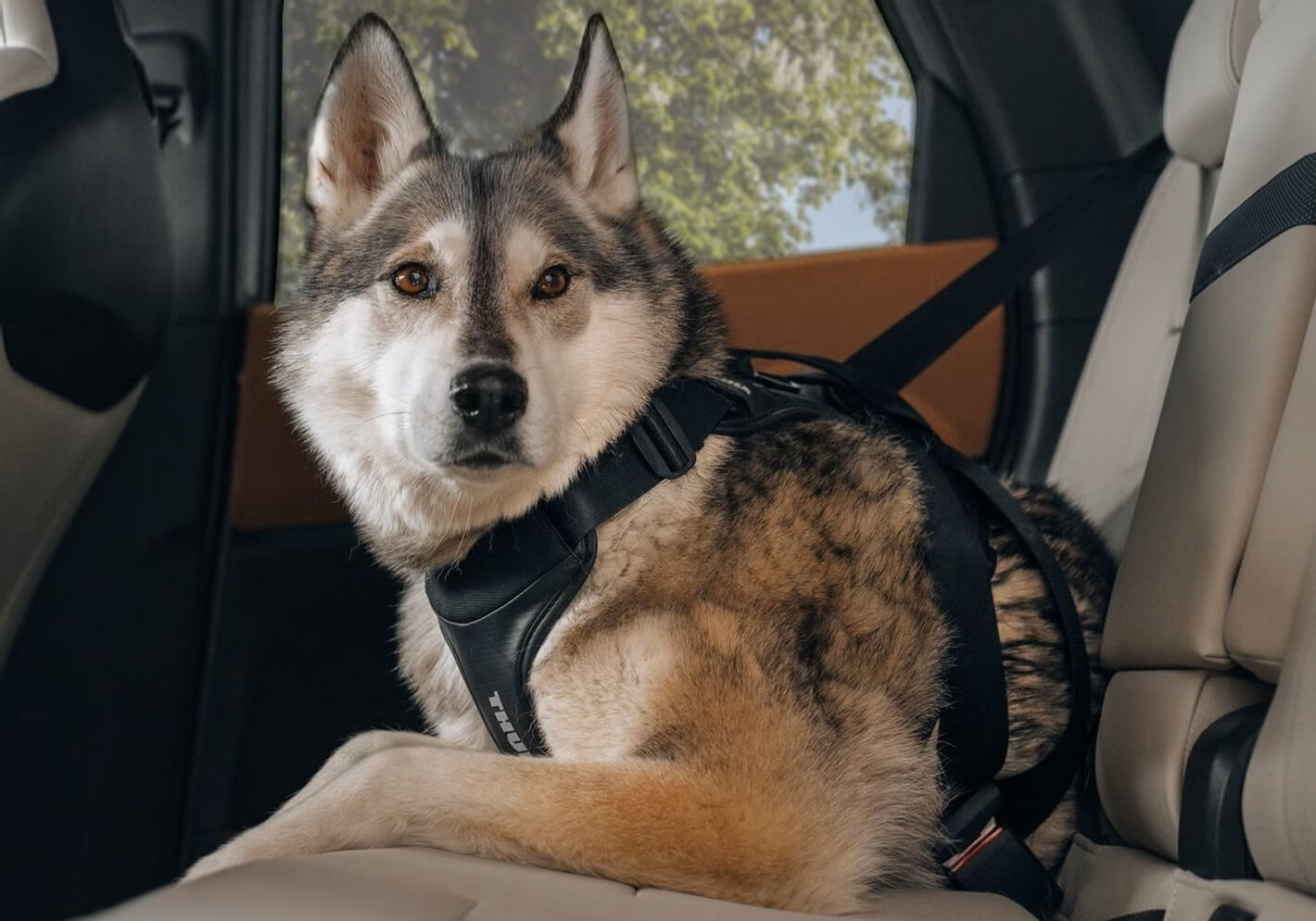 :Thule Cappy crash-tested dog harness, Large, no. 771003