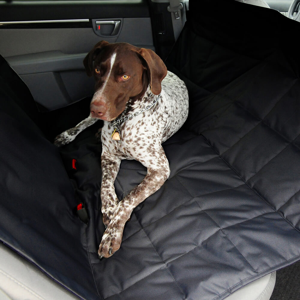A dog sits in the back of the car in an EB PetEgo Seat Hammock