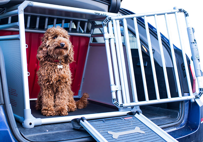 A Cockapoo dog sits in a 4pets Pro Dog Cage in the boot of a car
