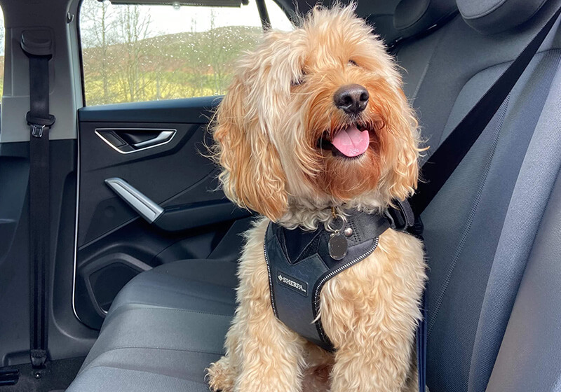 A dog sits on the back seat of a car, secured in it's crash-tested Sherpa harness